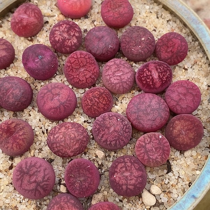 钻墨杂交一颗   发紫红色的