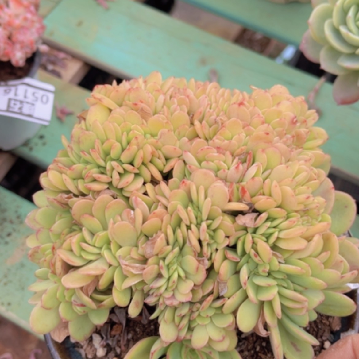 【闪购商品】雪碧缀05156