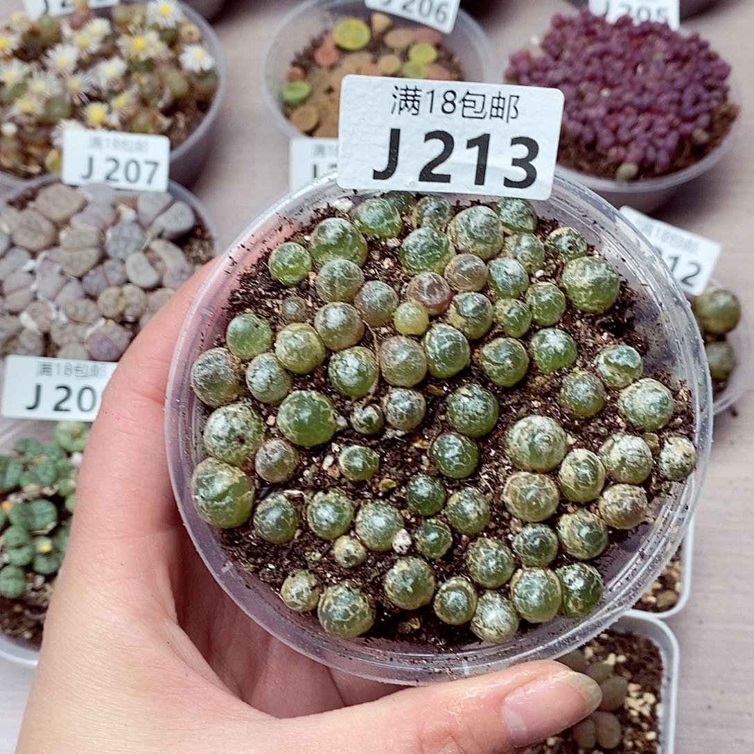 213啊啦啦啦啦啦啦啦