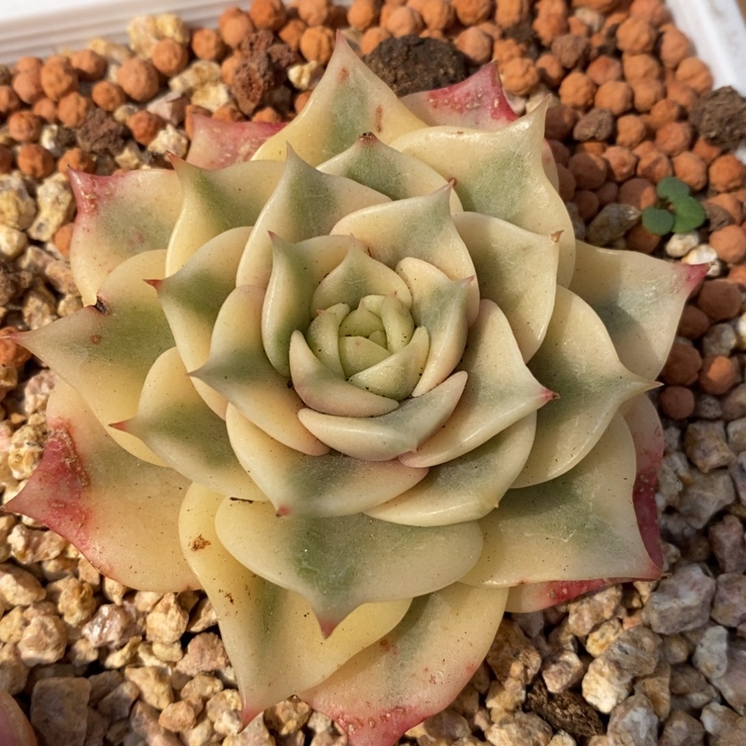 贝加尔湖锦多肉植物