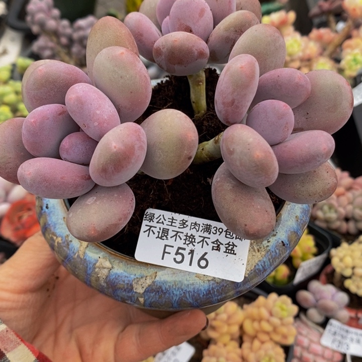 彩虹奶9cm516多肉植物