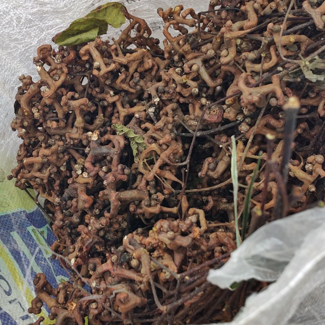 中国大陆维新拐枣10斤