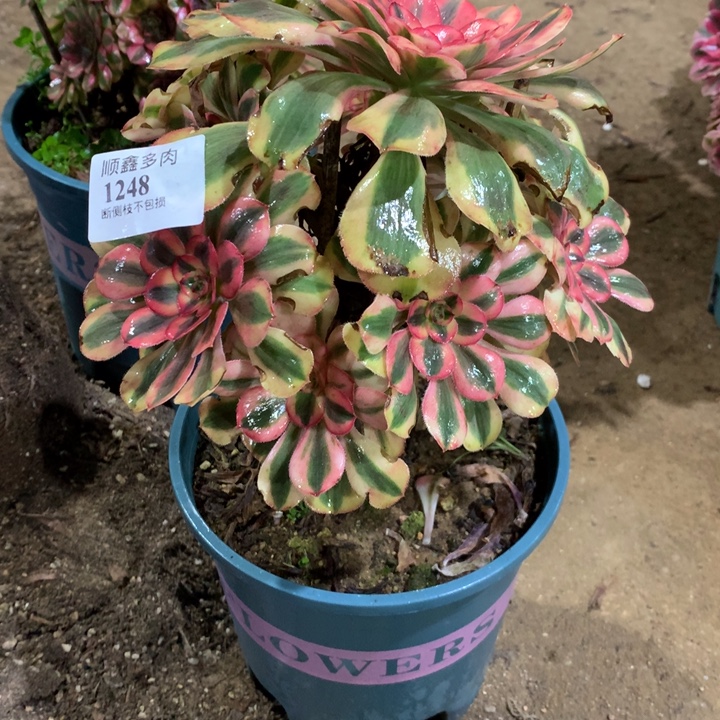 1248初恋多肉植物特价