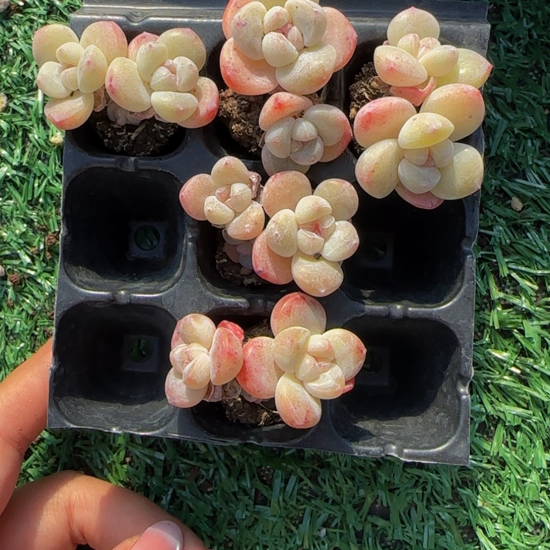 静***开花开姐的一组冰糖心冰玉特价