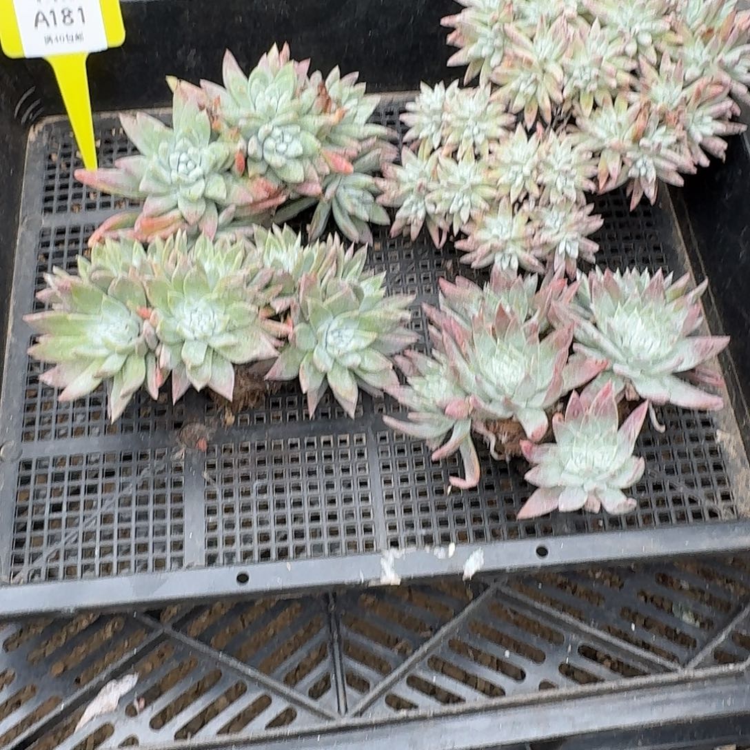 咖***啡多肉植物仙女杯A181