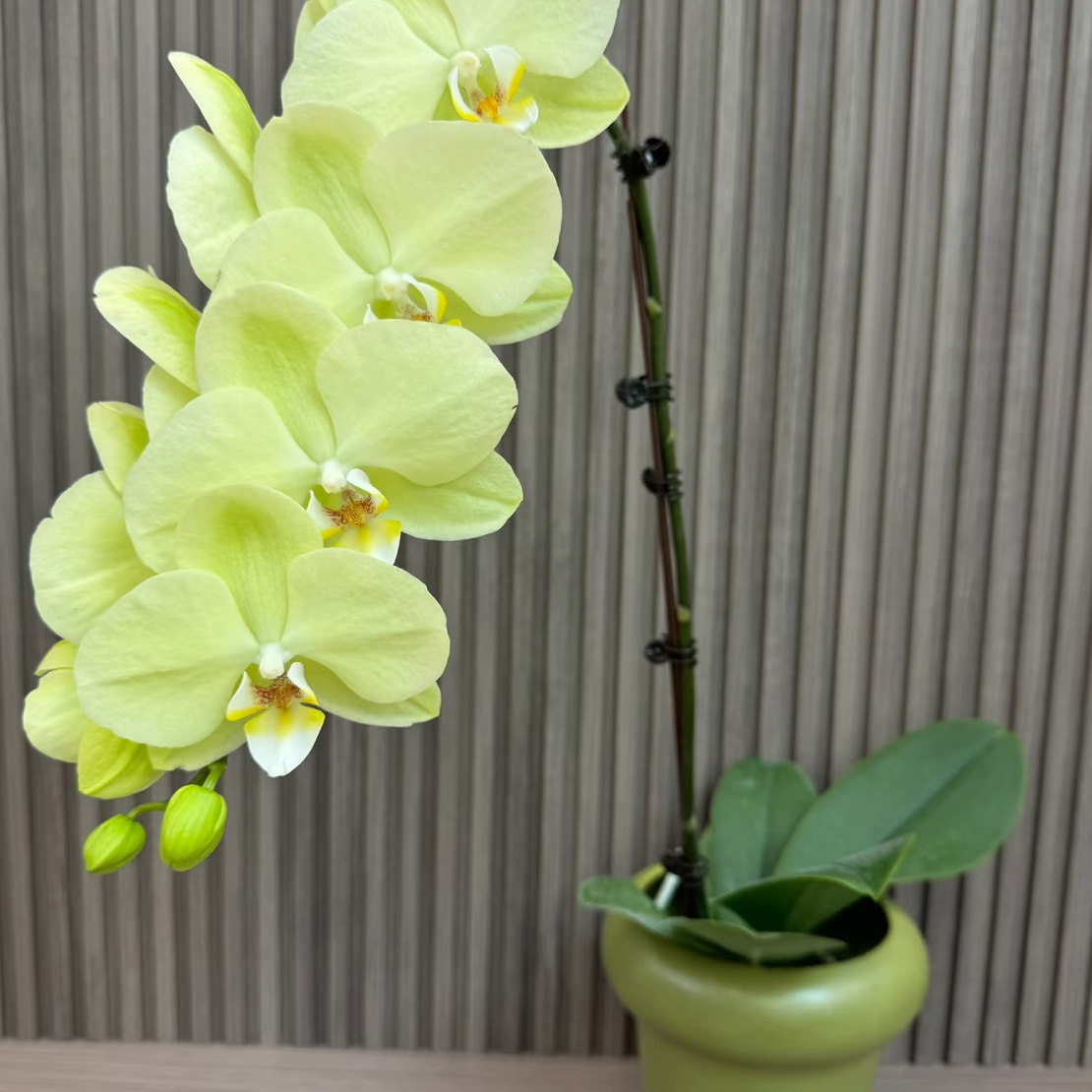 日光浴蝴蝶兰3.5成熟苗不带花带花剑