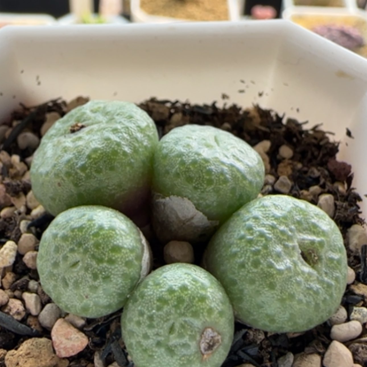 【闪购商品】21327青团园艺的