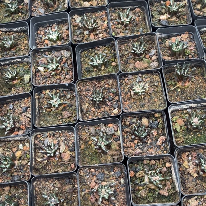 实生黑牡丹好养皮实