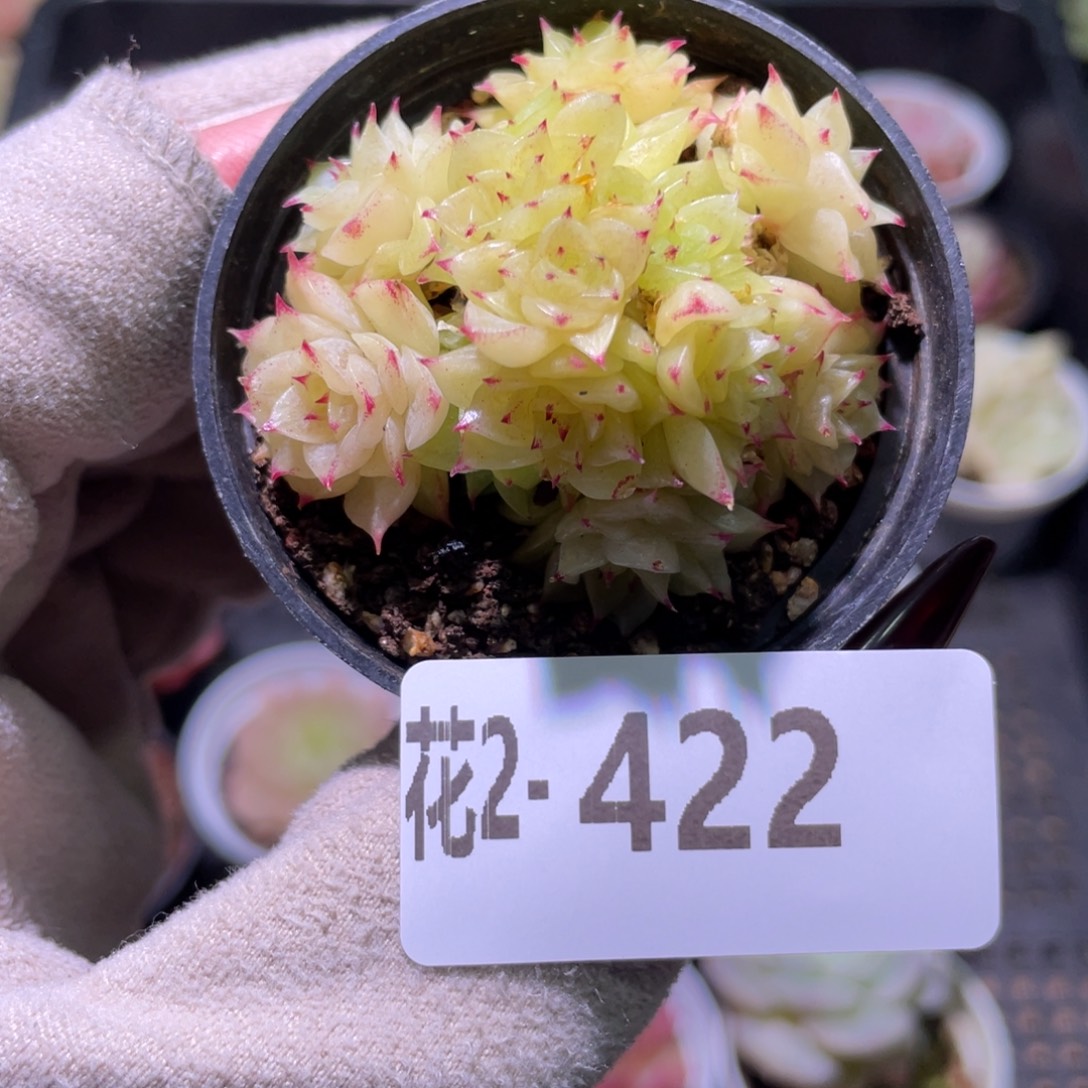 花利美2-422麦秆群