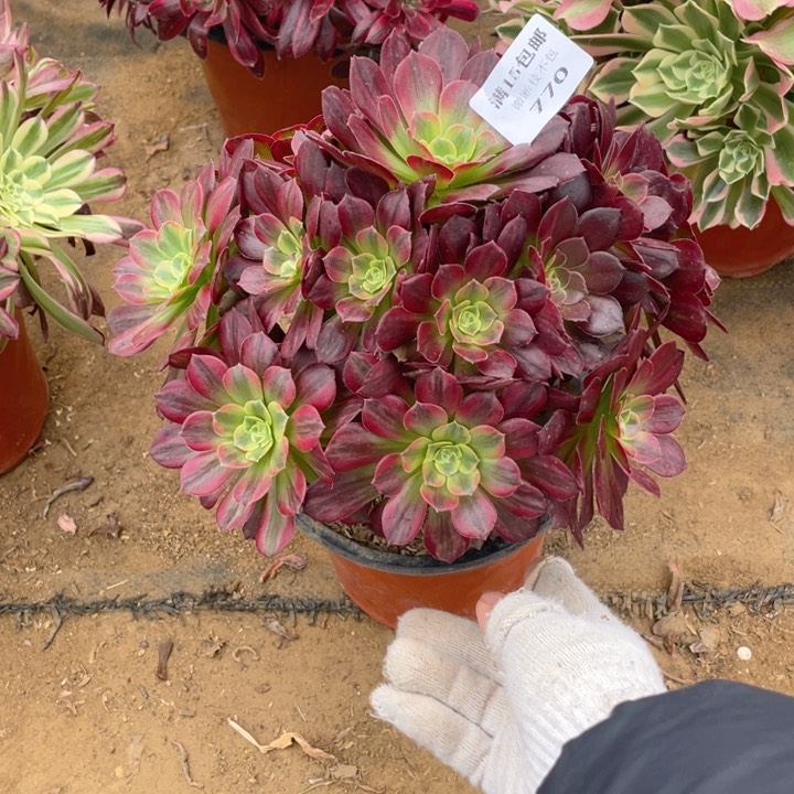 770安娜法师多肉断枝不售后