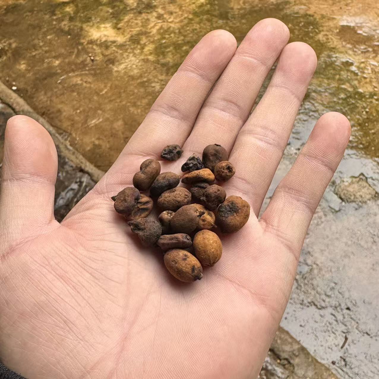 云南优选好物--地下明珠