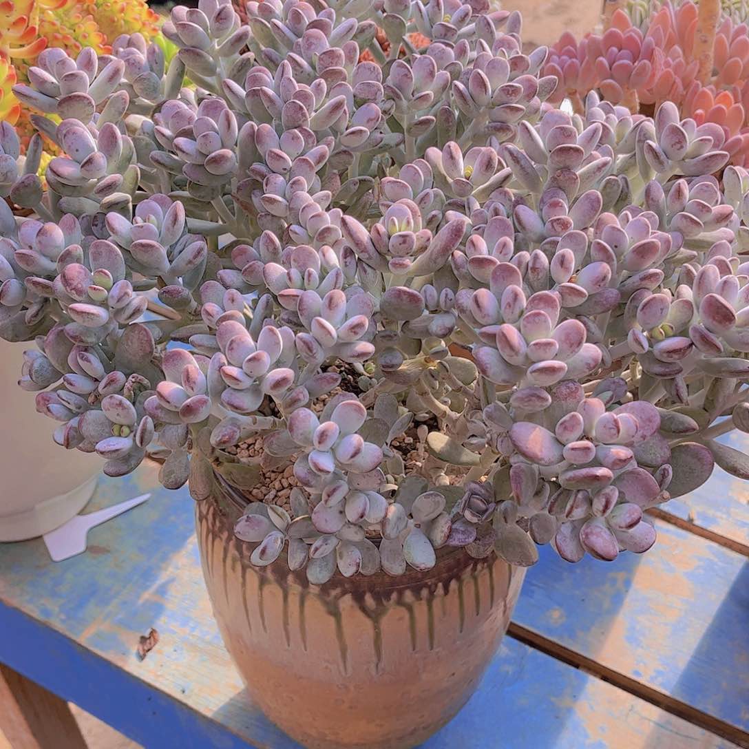 多肉老桩多破老桩