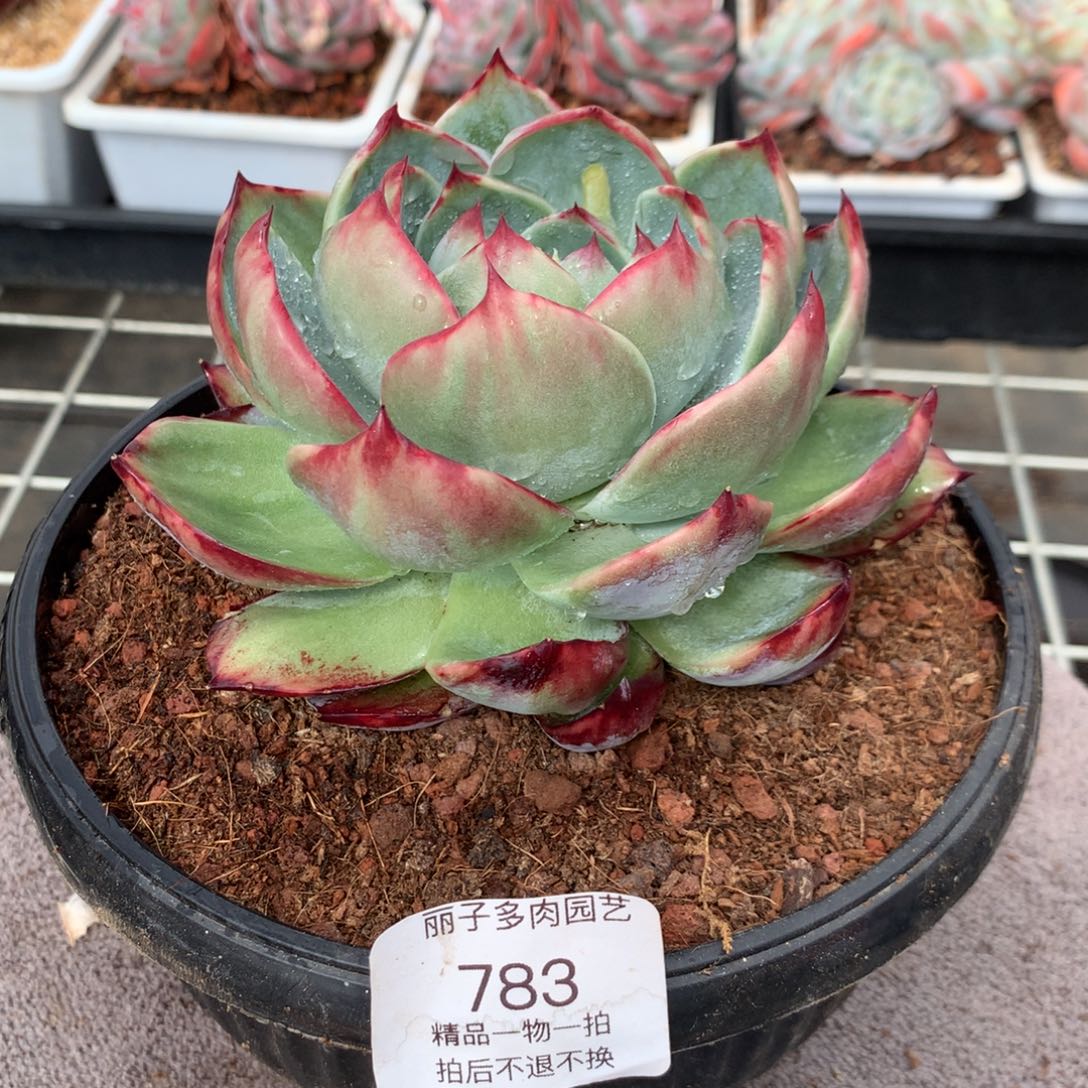 783花脸宽叶拉丝外翻。尺寸12。多肉植物