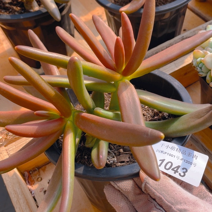 谢谢你的支持0000001043