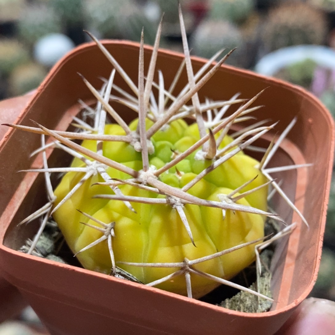 玄***鱼植播园艺控养勇将丸