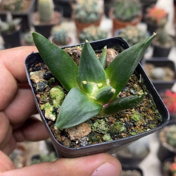 实生岩牡丹特价福利