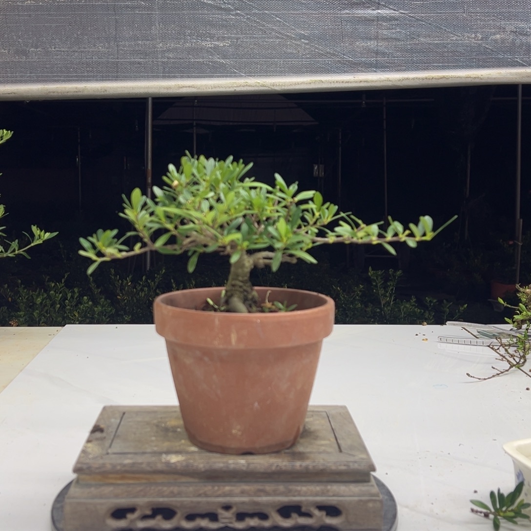 完全开放蜡玉栀子花