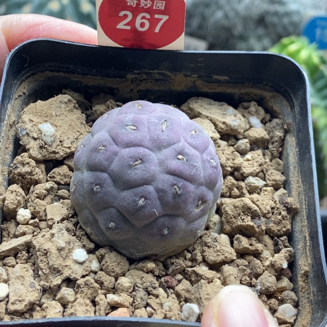 自根紫皮无刺习志野3.2cm