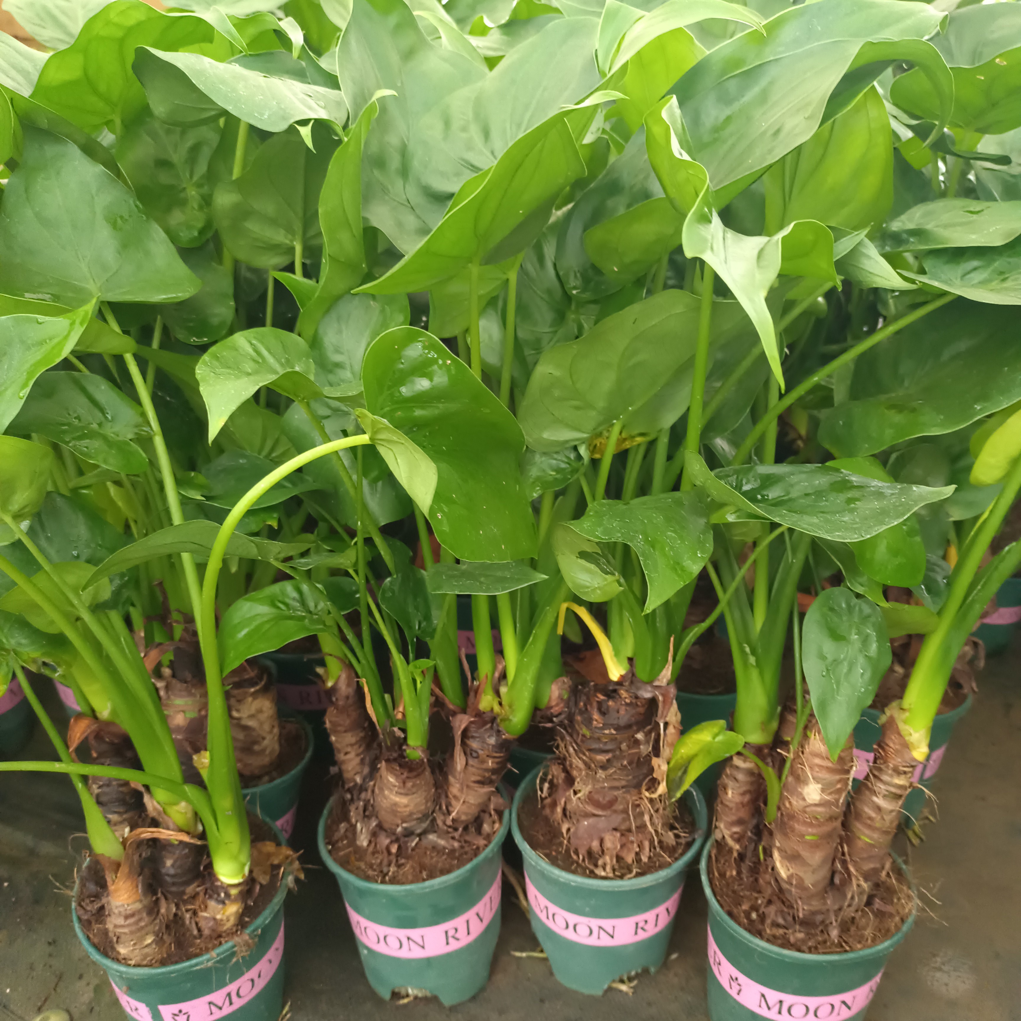 滴水观音盆栽霸王芋水培老桩大叶苗植物庭院客厅吸甲醇净化空气