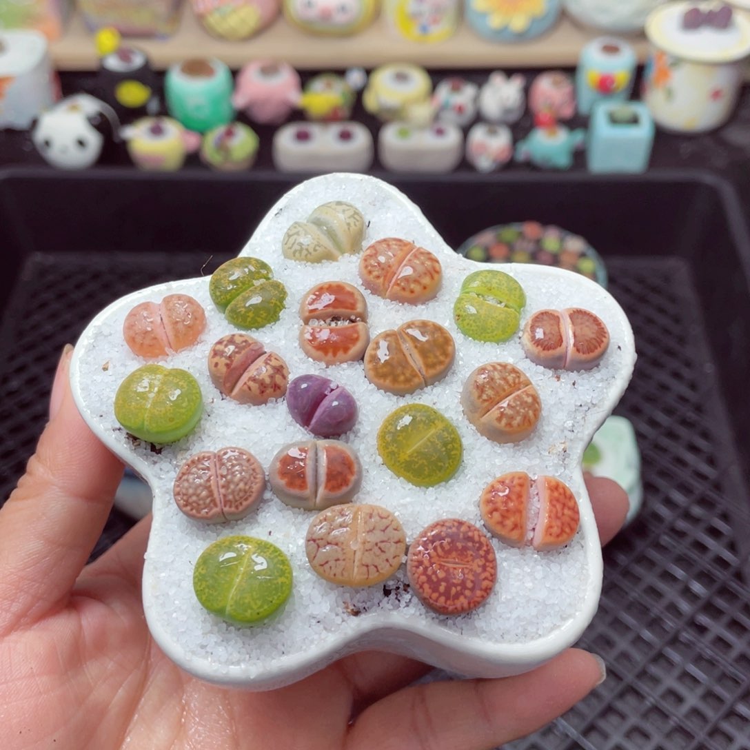 w3093 带盆土发货-零下地区拍保温箱