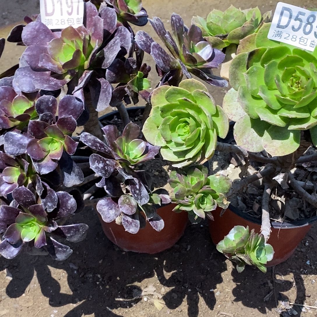 197-585梅花万圣节不包断枝