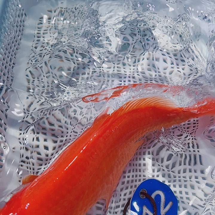 海水鱼锦鲤观赏鱼12