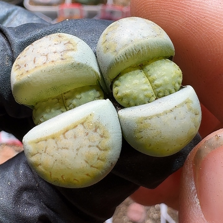 生石花22:：：。  153