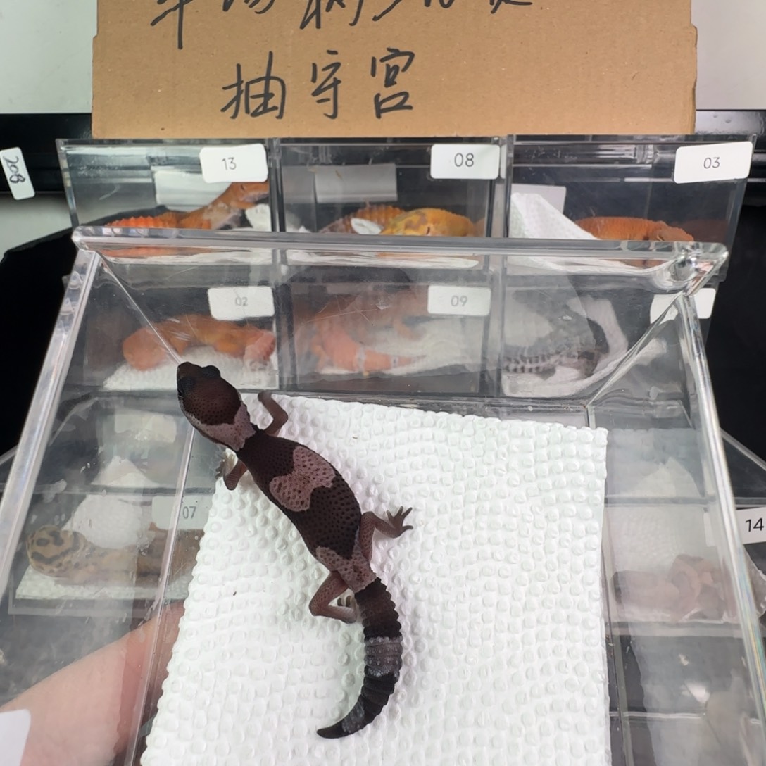 豹纹守宫奥利奥百分百瘾幽无