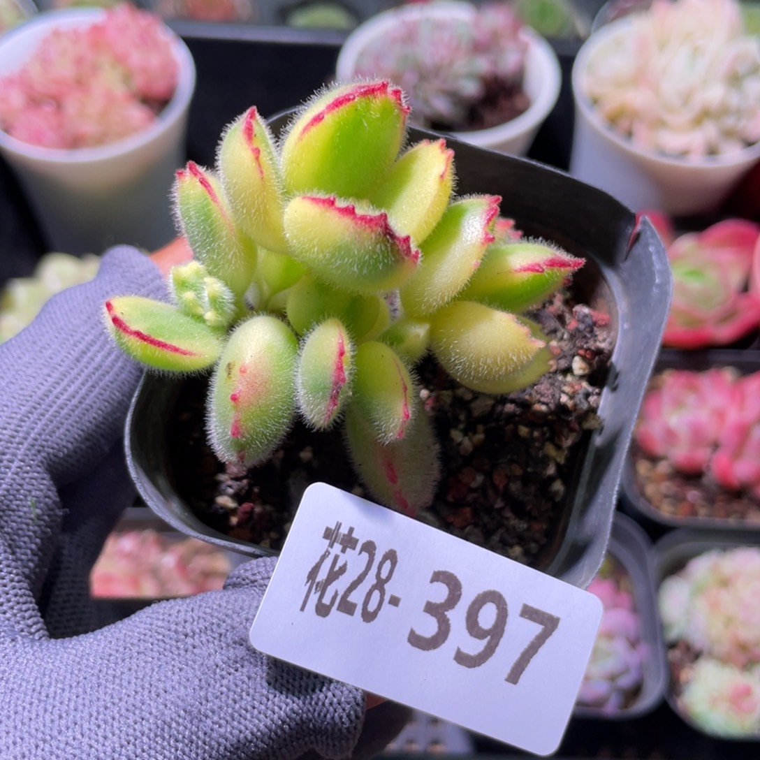 花利美28-397彩熊不售后