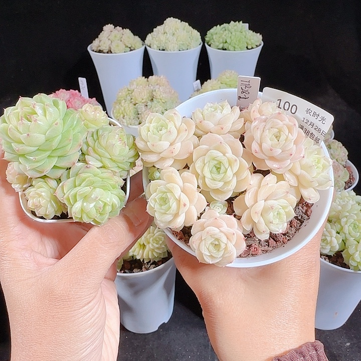 1228-100麦杆打包专拍