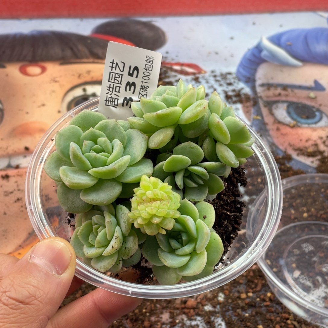 二***赵谪仙一物一拍335….