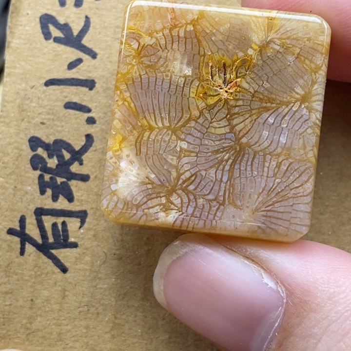 硅化珊瑚（珊瑚玉）未镶嵌颈饰