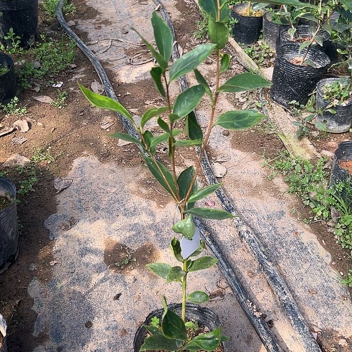 完全开放紫五茶花