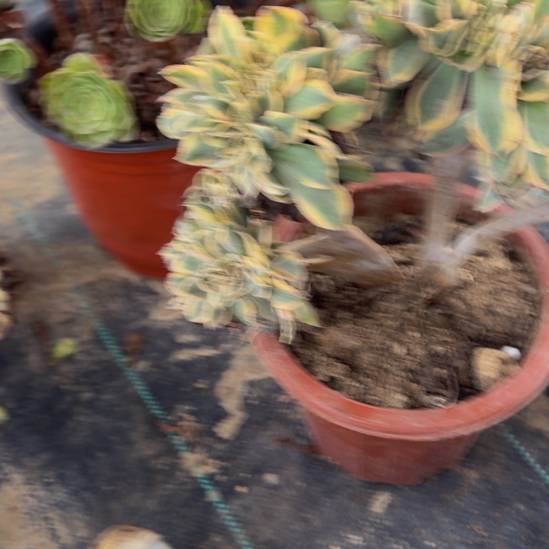 191多肉植物捧花的