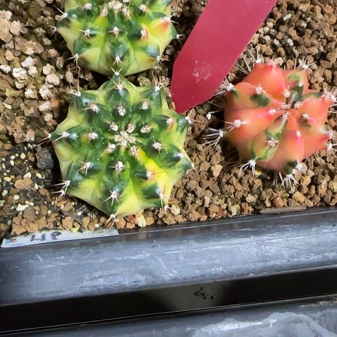 L605-1225泰国发货 松饼