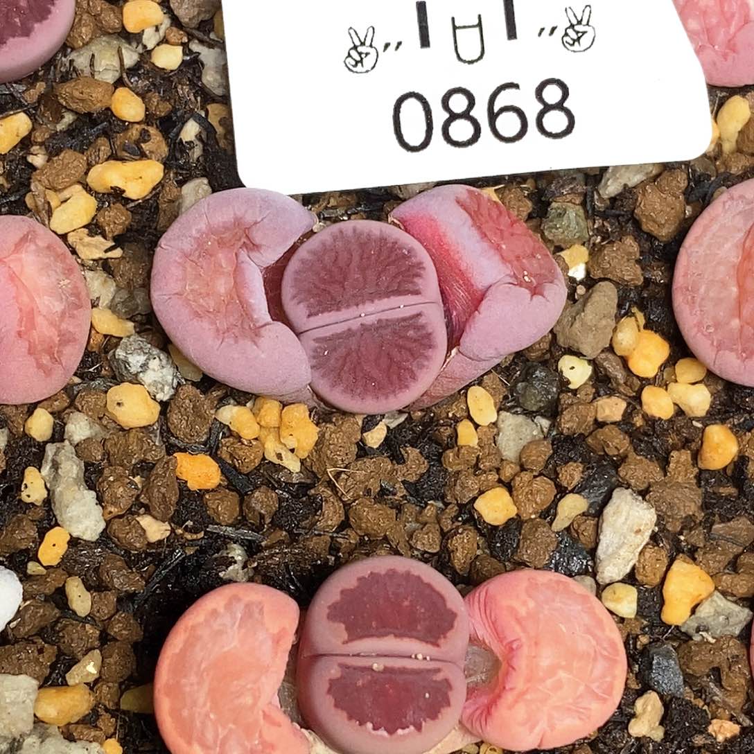 0868。零下拍保温。