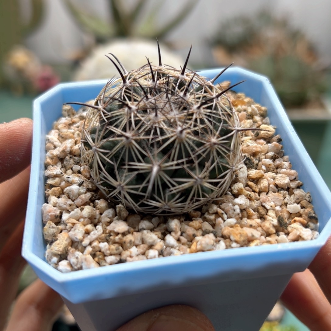 实生顶花属 脱土发货多肉