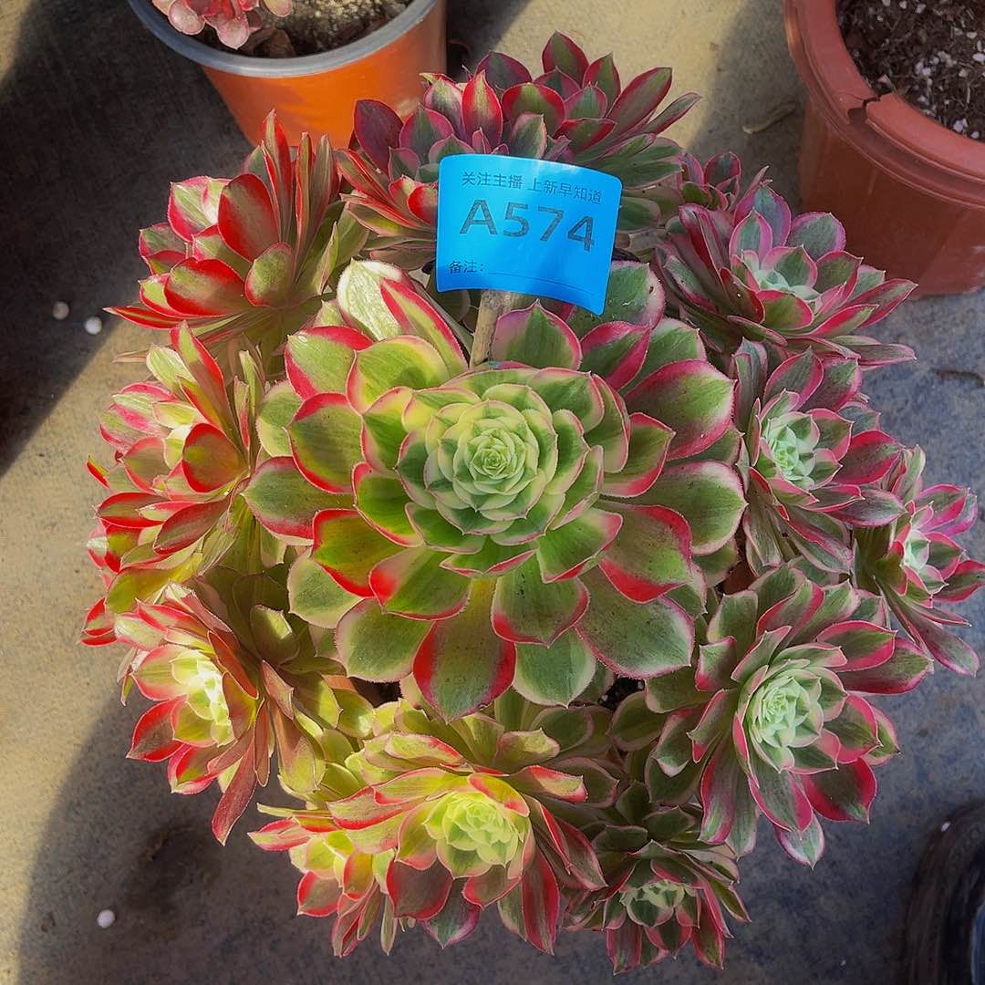 孔雀翎574拖土法师