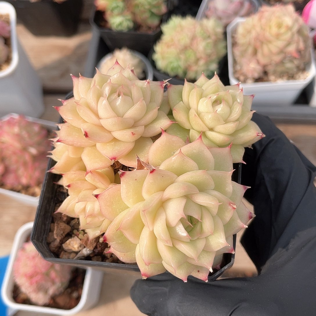 优选麦秆福利262