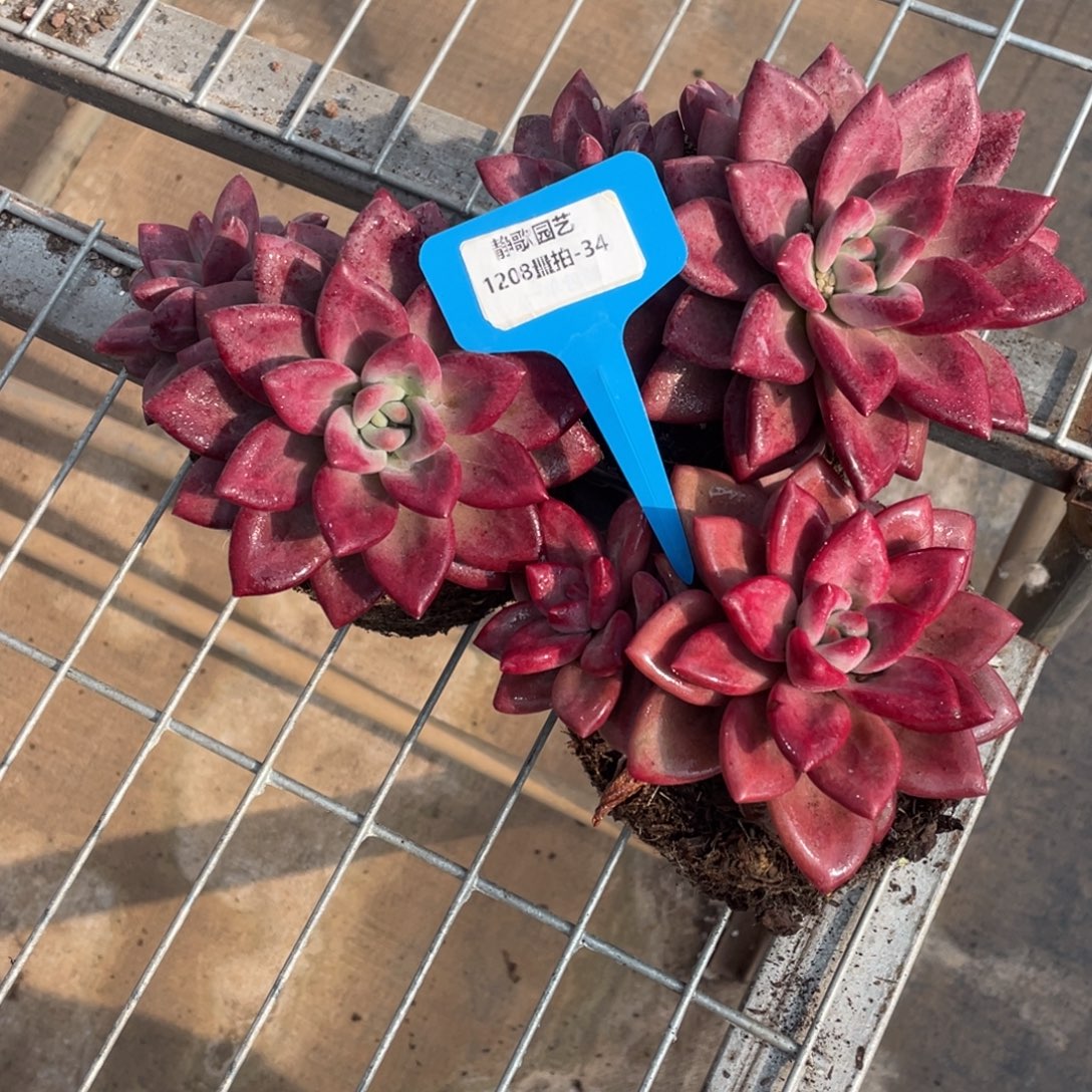 1208-34-赫菲斯托大母本一颗