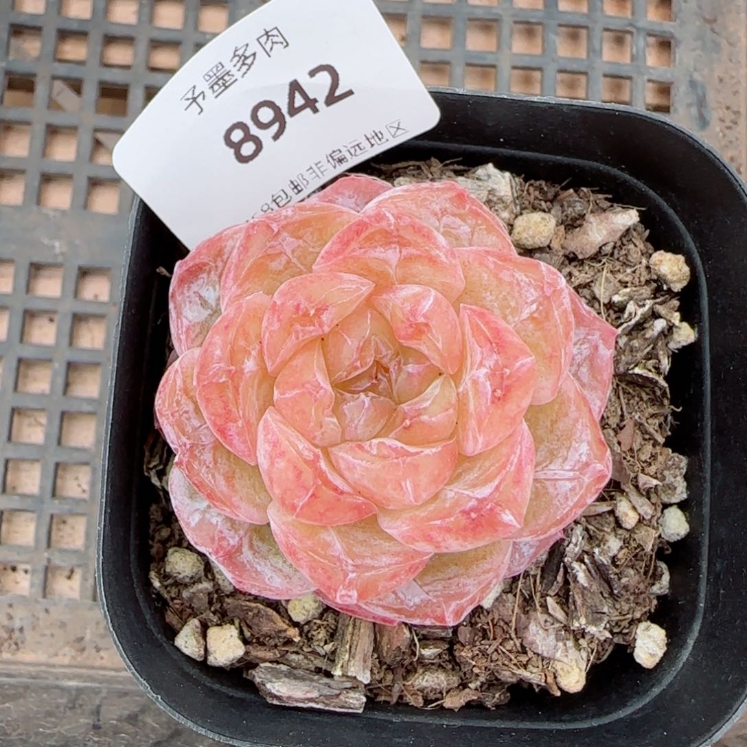 霜花石化，8942多肉