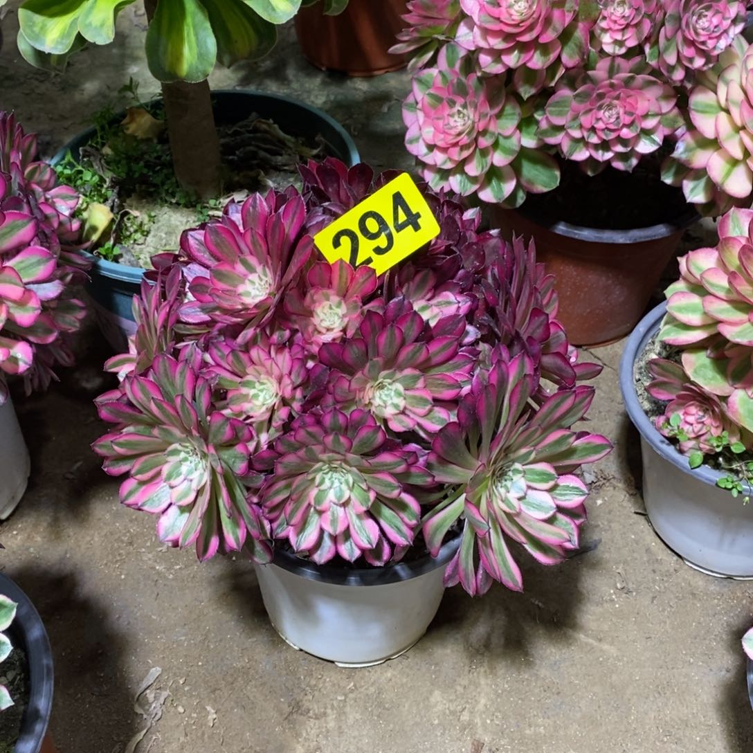 红通白多肉法师294