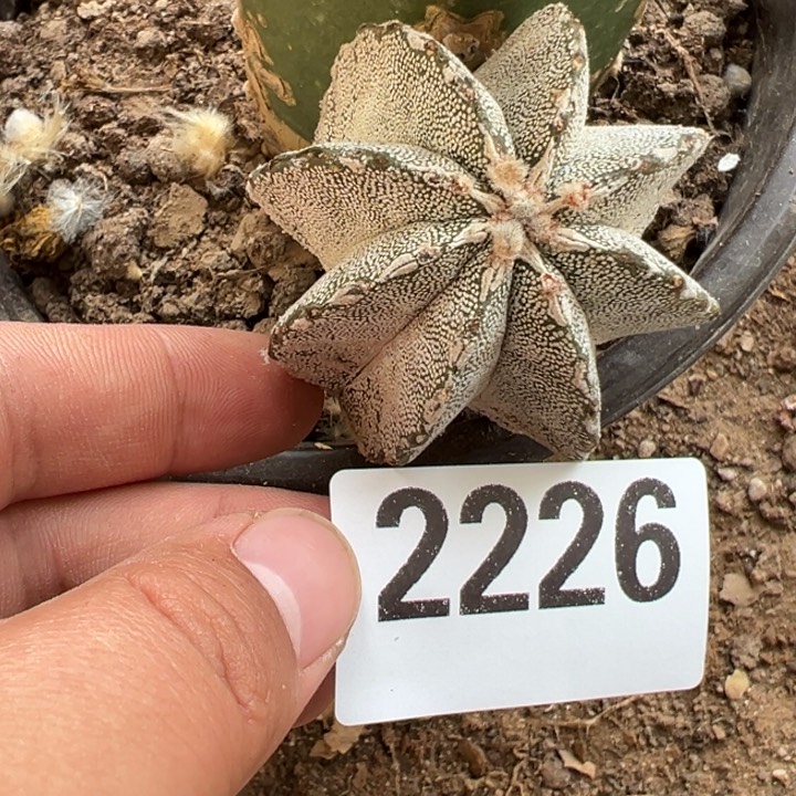 自根八爪恩冢仙人球2226号