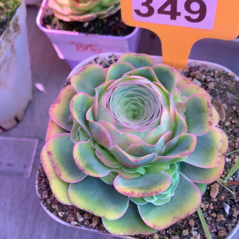 【闪购商品】yjj349红裙