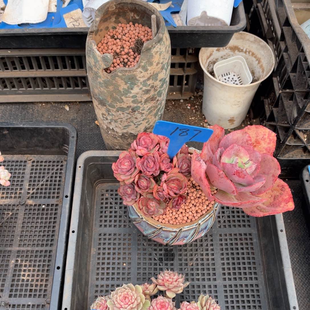 A*J187秀妍多肉植物