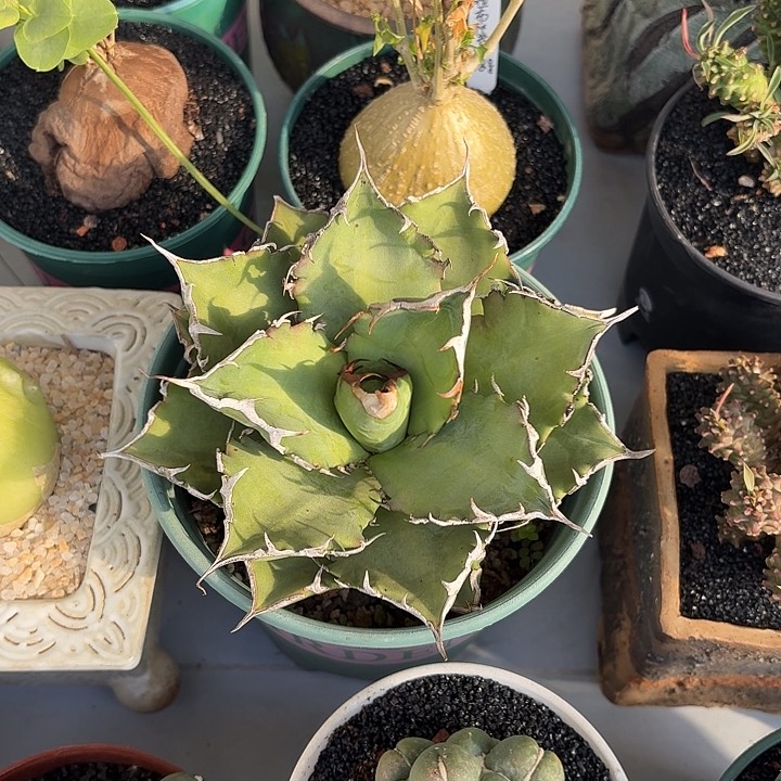 龙舌兰仙人球123