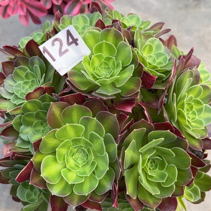 124韶华中斑22厘米左右