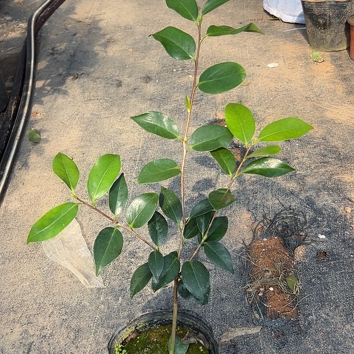 大部分花苞少量开放，白侘助