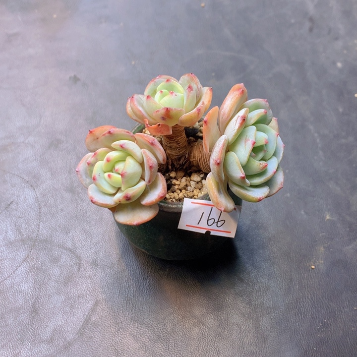 一物一拍满30包邮 166