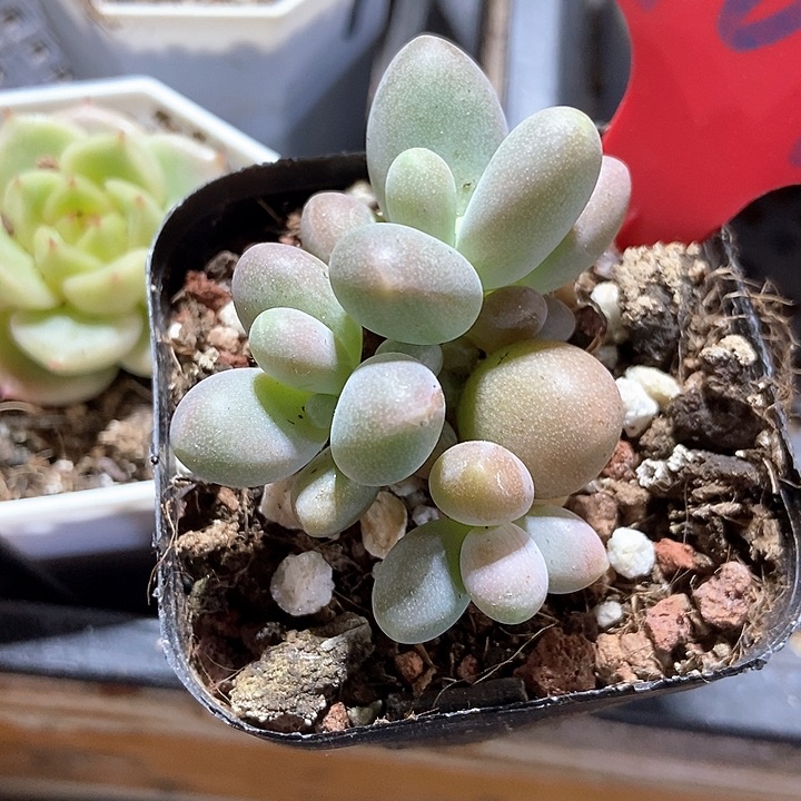 多肉植物糖果969